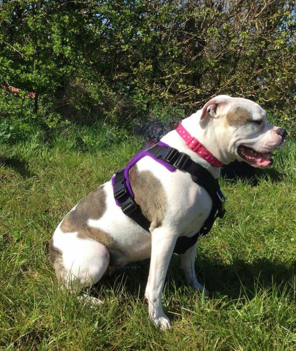 13016661_914033692045688_1258237230_o+(2)1920w Professional dog