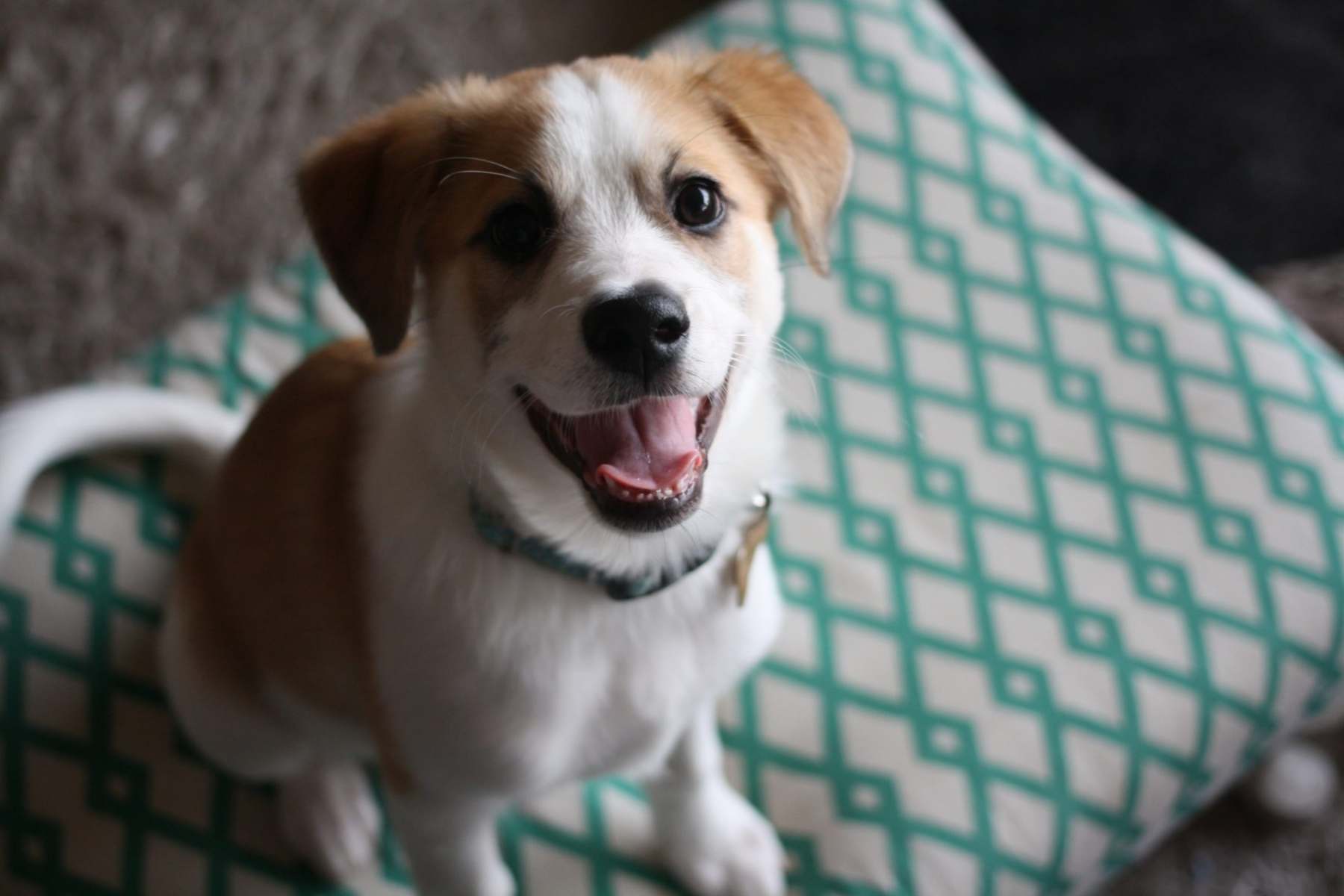 dogpuppymuttretrievermixedbreed_t20_rOXxPw Professional dog